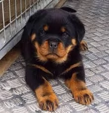 adorabili cuccioli rottweiller in vendita.