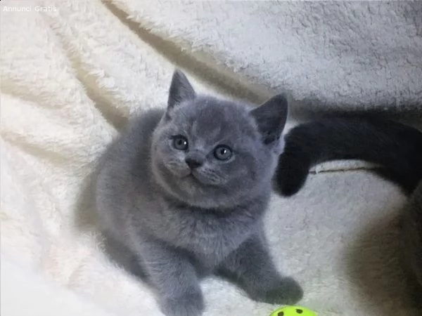 cuccioli british shorthair testati fiv, felv e hcm