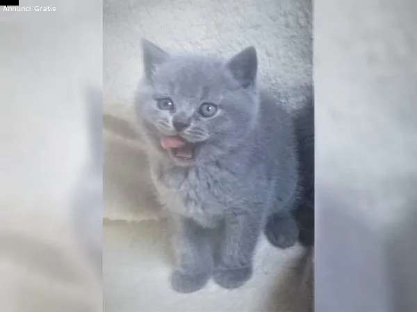 cuccioli british shorthair testati fiv, felv e hcm | Foto 0