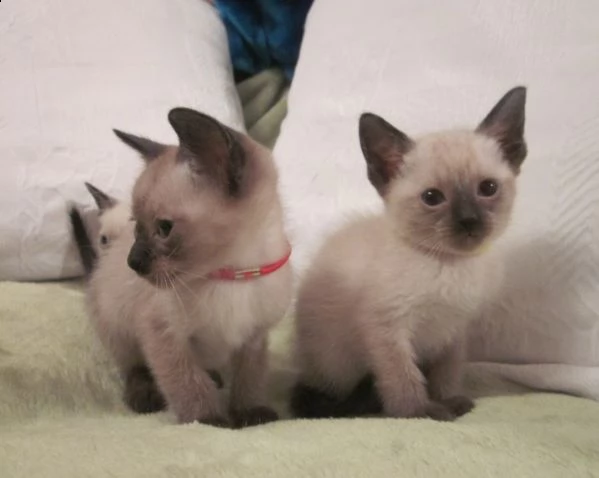 cucciolata di gatti di razza siamese thai