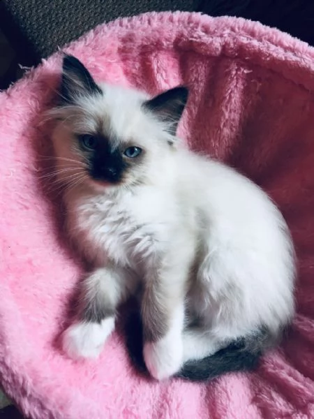 gattini ragdoll bluepoint