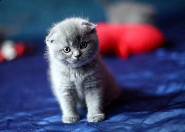 cuccioli di scottish fold maschio e femmina gccf