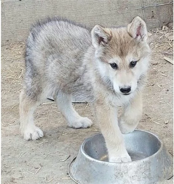 cane lupo cecoslovacco di 3 mesi