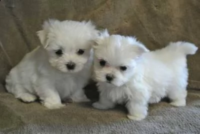 regalo maltese toy cuccioli disponibile per l'adozione adorabili 