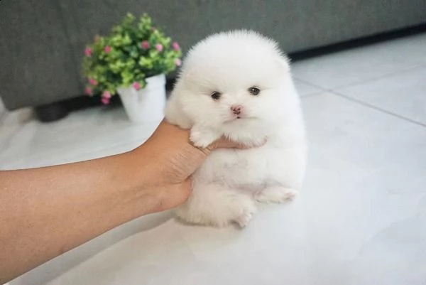 cucciolo di volpino pomerania