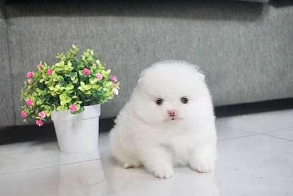 cucciolo di volpino pomerania | Foto 0