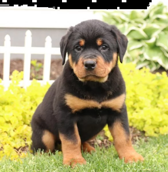 gentili cuoricini rottweiler