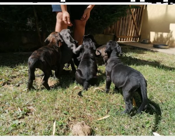 fantastici cuccioli di cane corso | Foto 0