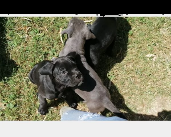 fantastici cuccioli di cane corso