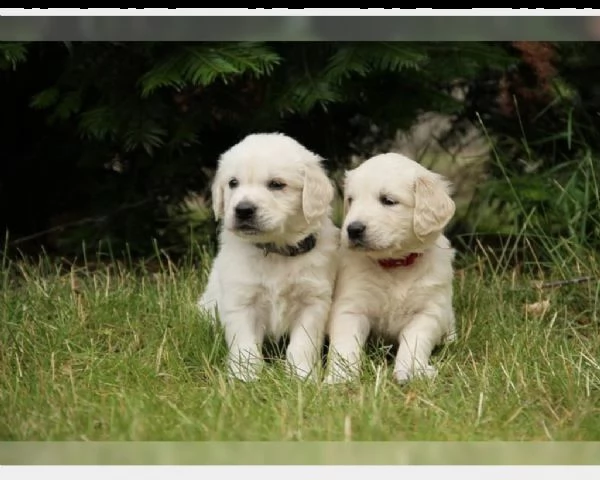 disponibili cuccioli di golden retriever con pedig | Foto 0