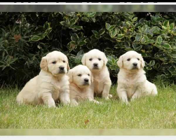 disponibili cuccioli di golden retriever con pedig