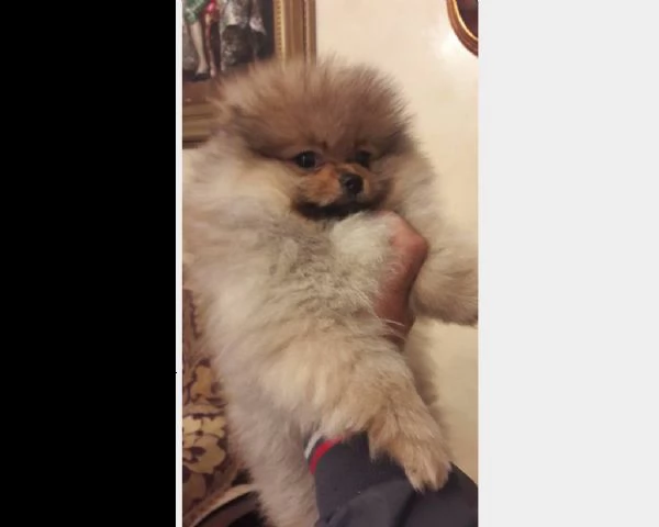 cuccioli di spizt pomerania fulvi | Foto 0