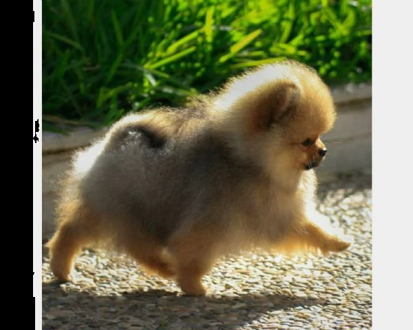 cuccioli di spizt pomerania fulvi