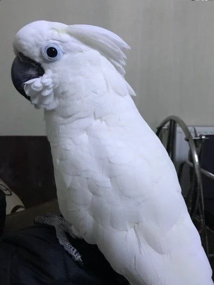  cacatua pappagalli in cerca di nuove case