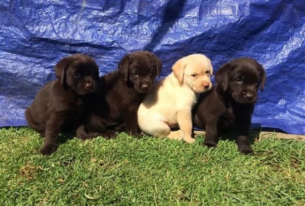 cuccioli labrador marrone e bianco con pedigree