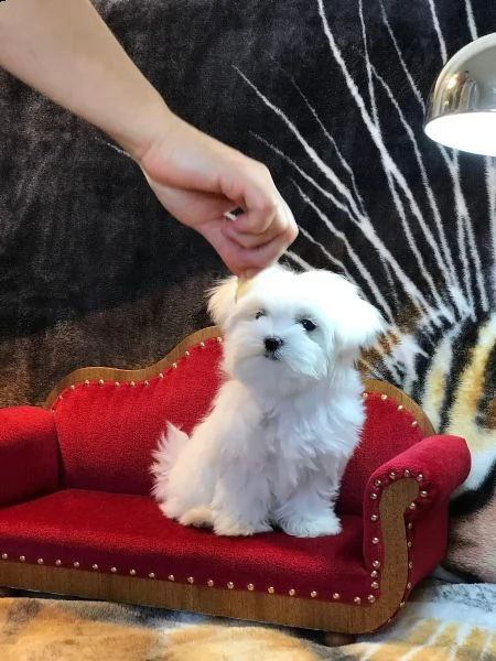 maltese, cuccioli di taglia piccola | Foto 1