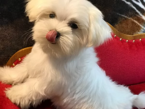 maltese, cuccioli di taglia piccola