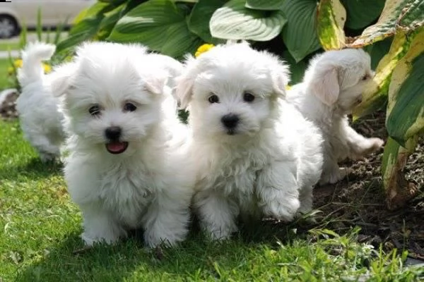 cuccioli maltesi eccezionali maschi e femmine disponibili.