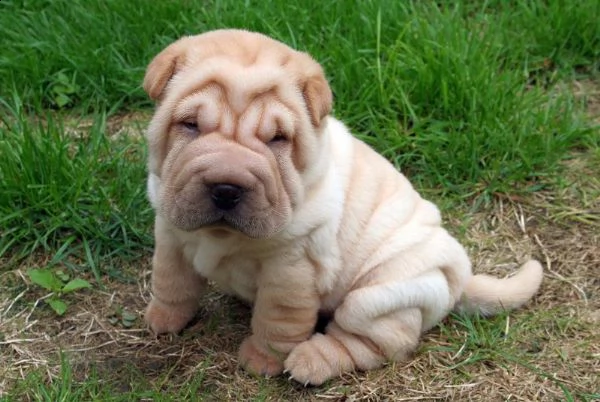 cuccioletto di shar pei eccellentissimo 