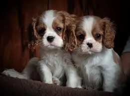 cuccioletto di  cavalier king eccellentissimo 