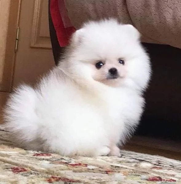 cuccioli di pomerania