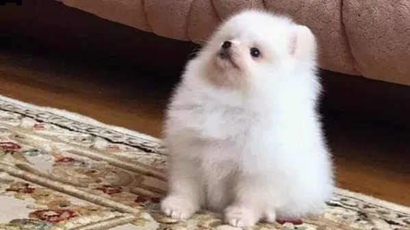 cuccioli di pomerania | Foto 0