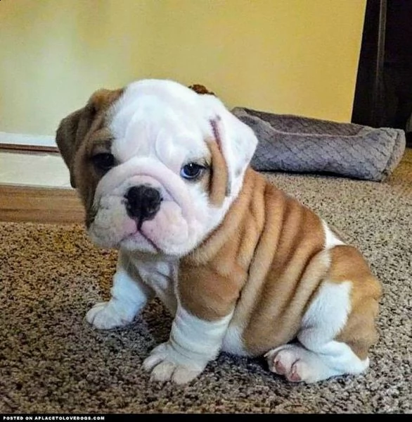 cucciolo di buldog inglese affascinante in su per adozione | Foto 0