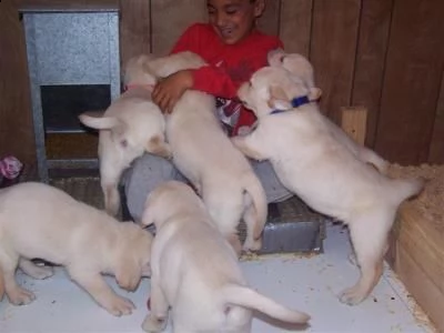 regalo cuccioli di labrador cioccolato