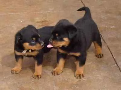 regalo rottweiler di 1 maschio e 2 femmina