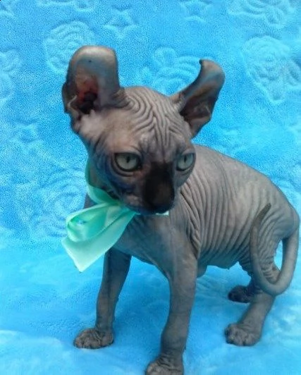 canadian sphynx dispone subito