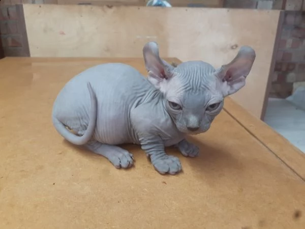 sphynx pedigree cuccioli