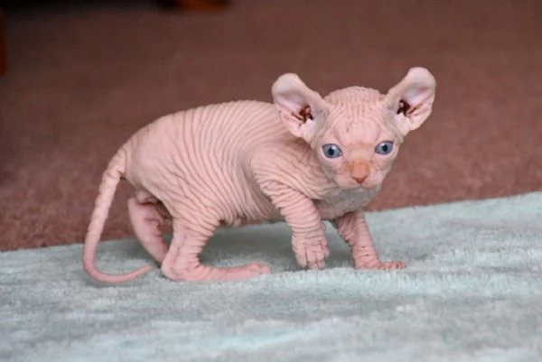 sphynx pedigree cuccioli | Foto 4