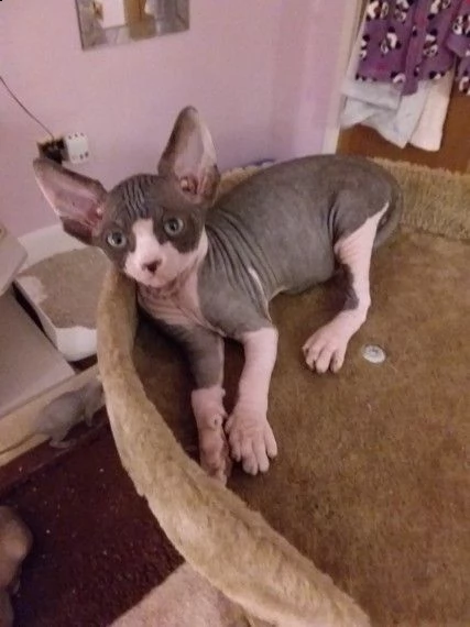 sphynx pedigree cuccioli | Foto 1