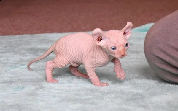 canadian sphynx primo enfi ciclo vaccinale completo | Foto 2