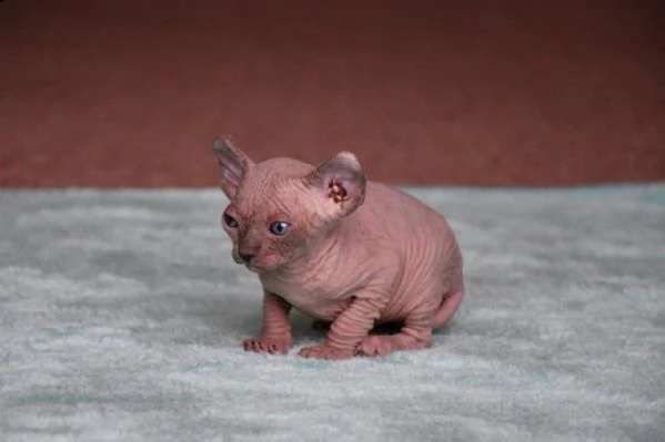 canadian sphynx primo enfi ciclo vaccinale completo