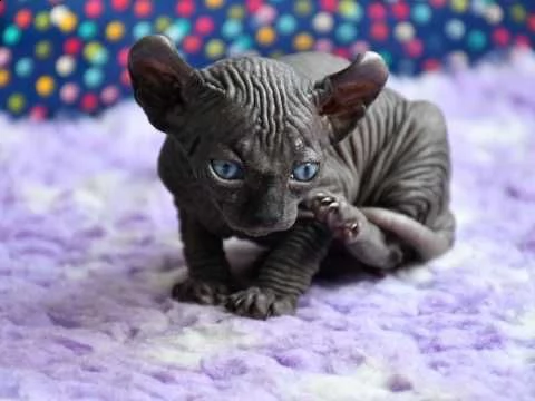 sphynx canadian tica blue