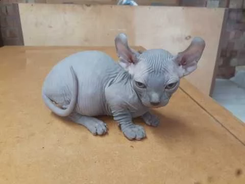 sphynx canadian tica blue | Foto 0