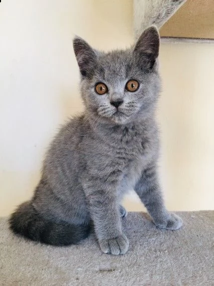 gatto di razza certosino/ russian blue | Foto 0