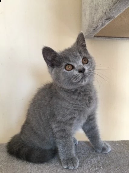 gatto di razza certosino/ russian blue