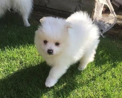 volpino di pomerania cuccioli consegna a domicilio | Foto 0