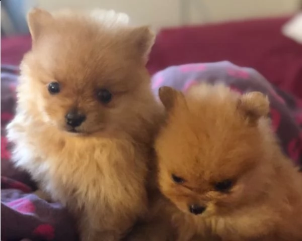 volpino di pomerania cuccioli consegna a domicilio