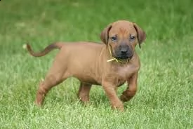 cucciolo di rhodesian ridgeback tenerissimi intrigantissimi e buonissimi di 70 giorni sia maschi che