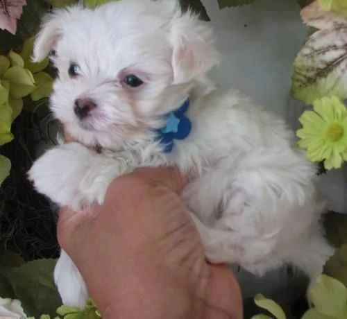 adorabili cuccioli di maltese come regalo