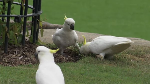 r!e!g!a!l!o! cacatua di pappagalli i ucelli di pappagalli sono disponibili per l'adozione, con tutte