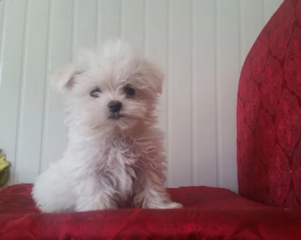 cuccioli maltese  | Foto 0