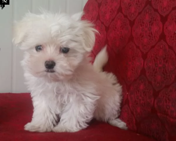 cuccioli maltese 