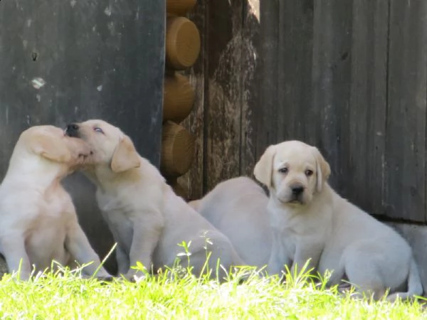 labrador cucciolo