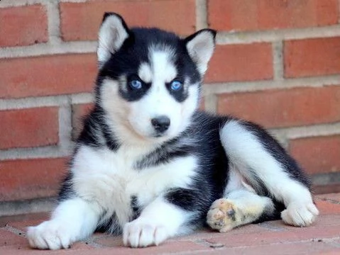 offro in regalo husky cuccioli con pedigree . cuccioli di  husky siamo urgentemente alla ricerca di 