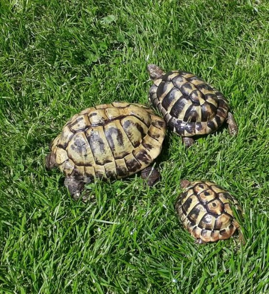 giovani cuccioli hermanni, in buone condizioni di salute e alla ricerca di un rettile appassionato c