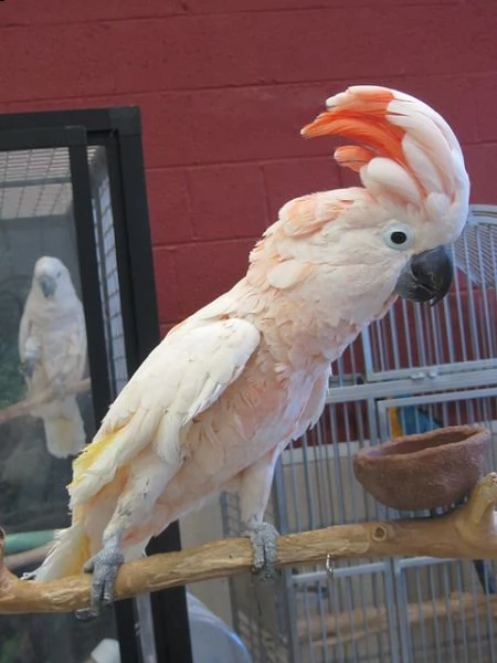 r!e!g!a!l!o! cacatua di pappagalli i ucelli di pappagalli sono disponibili per l'adozione, con tutte